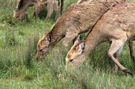 Deer Grazing